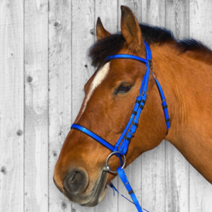 Super Steeds Kunststoff Zaumzeug BLAU glänzend