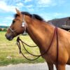 Sunset Halters Knotenhalfter mit Mecate Puderblau