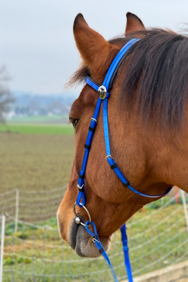 Super Steeds Kunststoff Zaumzeug Blau glänzend mit Martingal