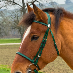 Super Steeds Kunststoff Zaumzeug Dunkelgrün glänzend