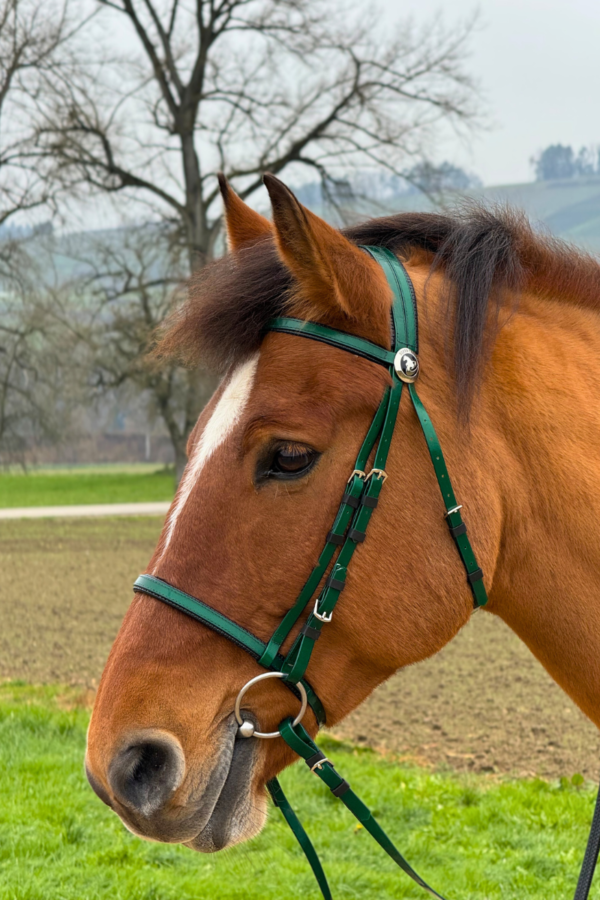 Super Steeds Kunststoff Zaumzeug Dunkelgrün glänzend