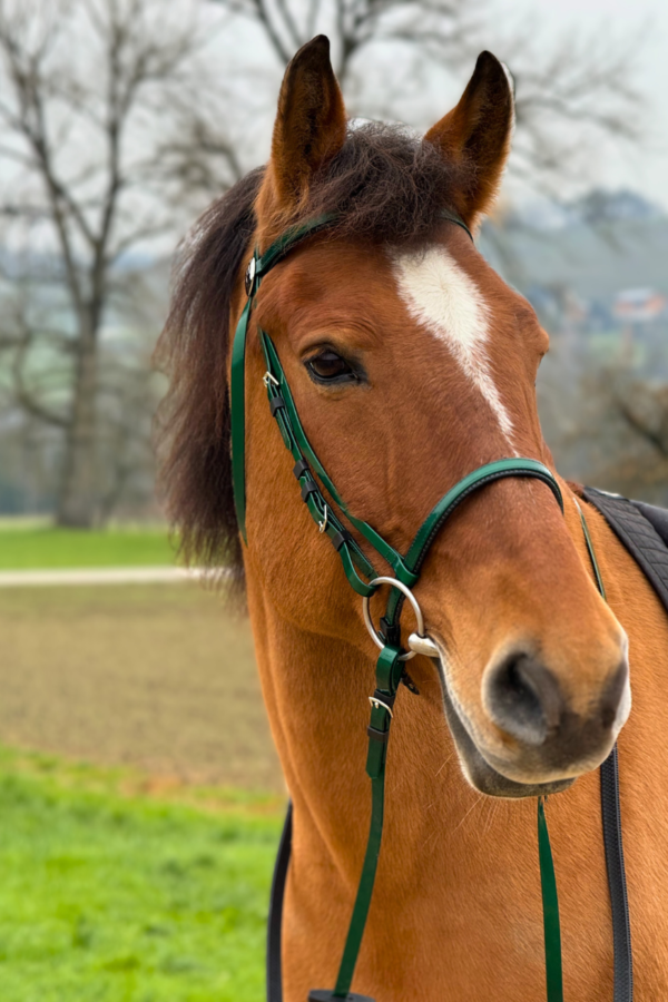 Super Steeds Kunststoff Zaumzeug Dunkelgrün glänzend