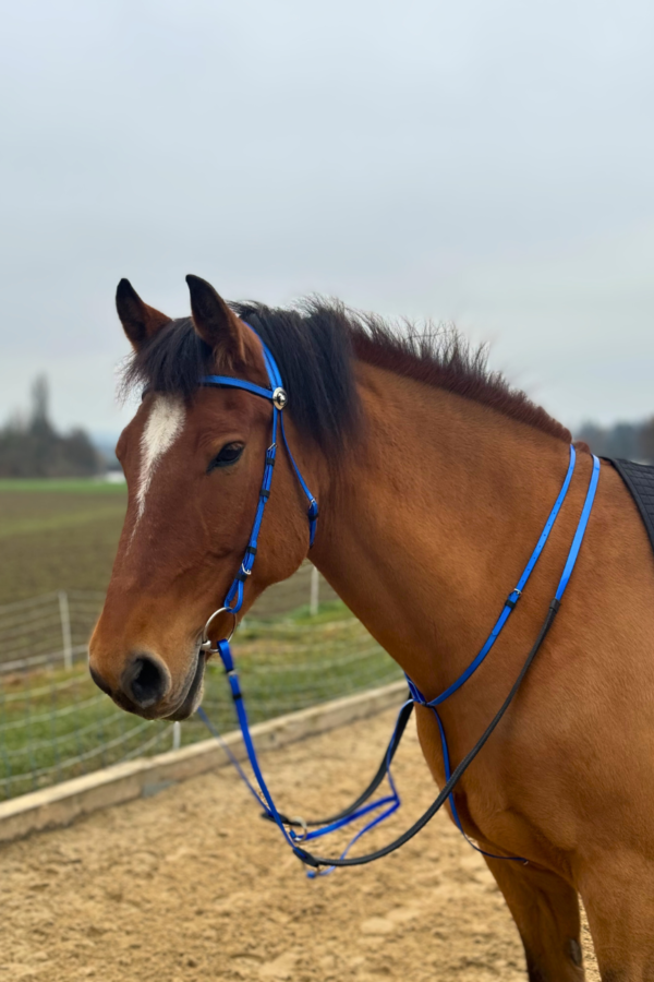 Super Steeds Kunststoff Zaumzeug Blau glänzend mit Martingal